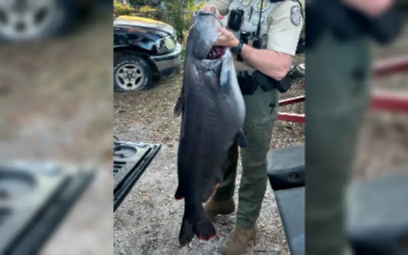 Cần thủ Florida phá kỷ lục câu được cá trê xanh khổng lồ nặng 34,6 kg
