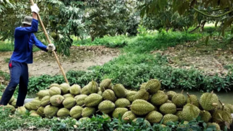 Cần Thơ: Nông dân loay hoay tìm đầu ra cho hàng sầu riêng
