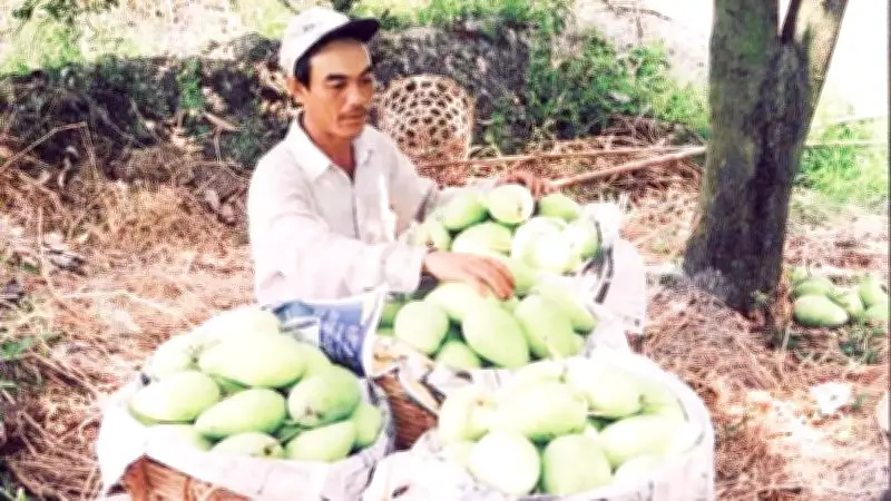 Cần Thơ phát triển vùng cây ăn trái đặc sản tập trung, thích ứng biến đổi khí hậu