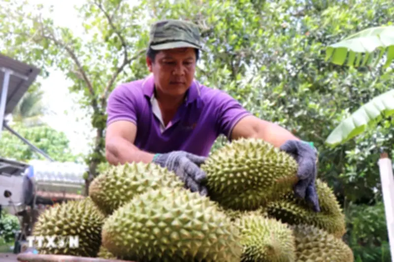 Cần Thơ tháo gỡ khó khăn cho ngành hàng sầu riêng