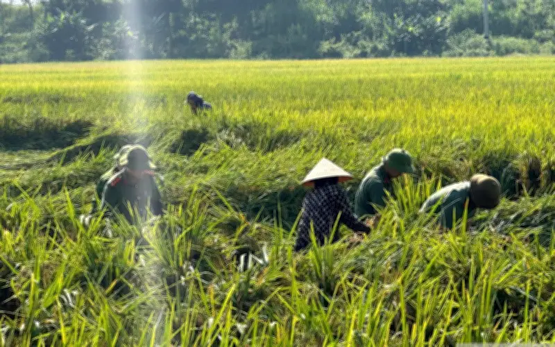 Công an Nghệ An hỗ trợ dân cứu lúa sau thiên tai dông lốc