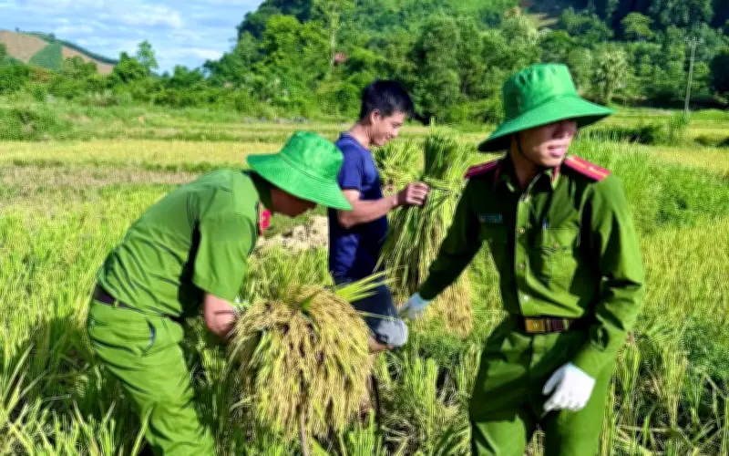 Công an Thanh Hóa giúp dân gặt lúa chạy lũ, đua với thời tiết