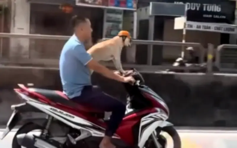 Công an xác minh người đàn ông 'đầu trần' lái xe để chờ đợi mũ bảo hiểm