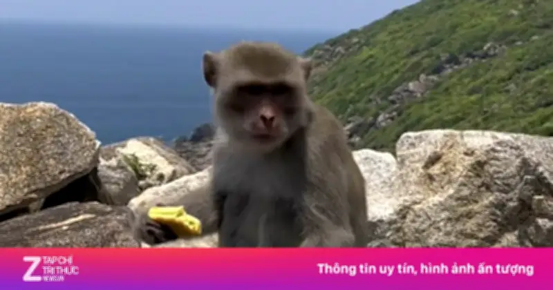 Cảnh báo khỉ hoang cắn du khách tại Mũi Điện, Phú Yên