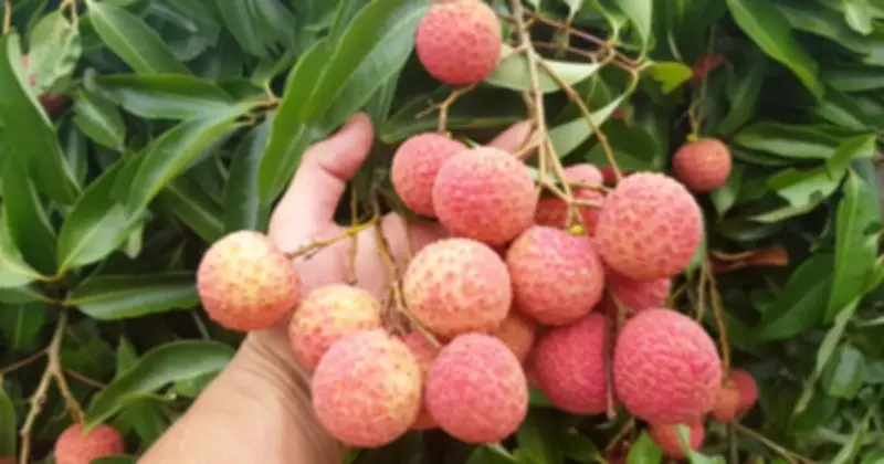 Cảnh báo: Không nên ăn vải cùng dưa leo và cà rốt kẻo mất vitamin C