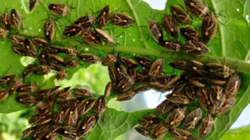 Cảnh báo ngộ độc do ăn bọ xít tự nhiên ở Thanh Hóa