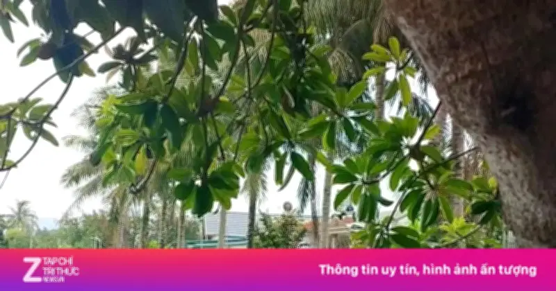 Con trai 37 tuổi tử vong sau xô xát với bố đẻ ở Điện Biên