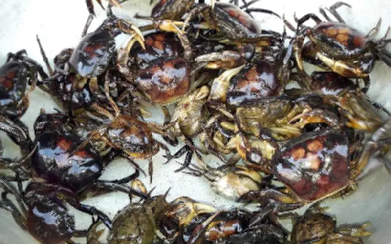 Cua đồng: Thực phẩm bổ dưỡng cho xương khớp và cách chế biến an toàn