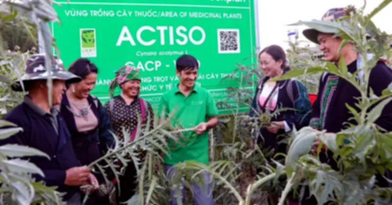 Cây Actiso đổi đời người Mông: Từ làm thuê đến xây nhà 1,6 tỷ, cho con du học Nhật