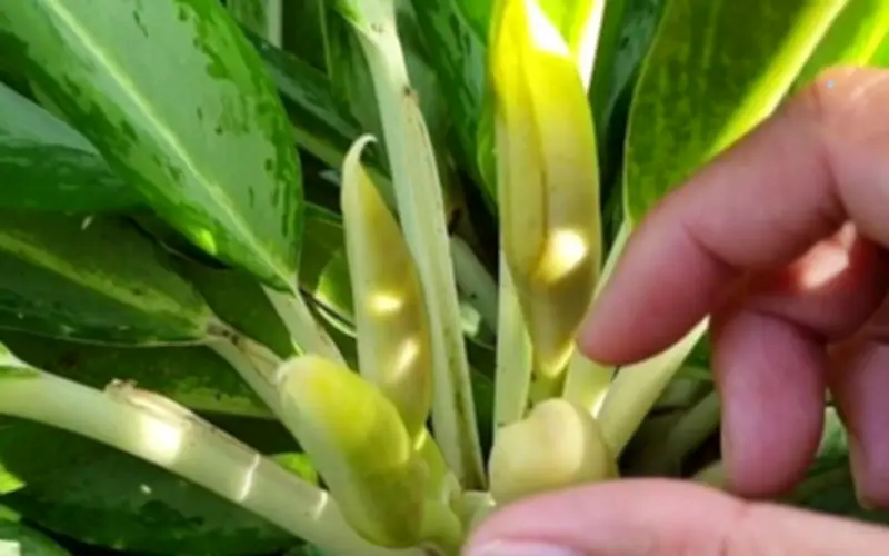 Cây giữ tiền ra hoa có độc không? Ý nghĩa phong thủy bất ngờ
