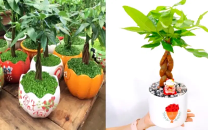 Cây kim ngân hợp mệnh gì? Trồng cây kim ngân để sinh tài lộc, thịnh vượng