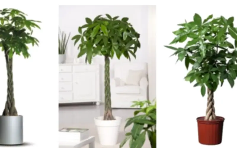 Cây kim ngân thất bảo: Ý nghĩa phong thủy và cách chăm sóc