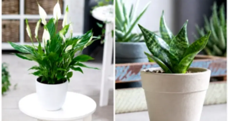 Cây lưỡi hổ và lan ý: So sánh chi tiết cho phòng ngủ