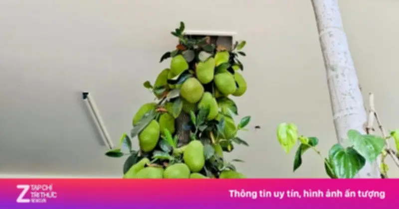 Cây mít trăm quả mọc xuyên nhà ở Đà Nẵng gây sốt mạng xã hội