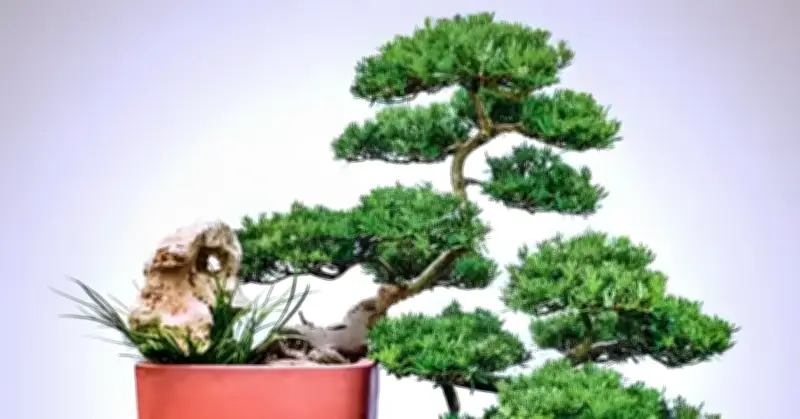 Cây ngũ gia bì, tùng la hán, vạn niên thanh, lưỡi hổ: Bí quyết giảm thị phi, tăng năng lượng tích cực