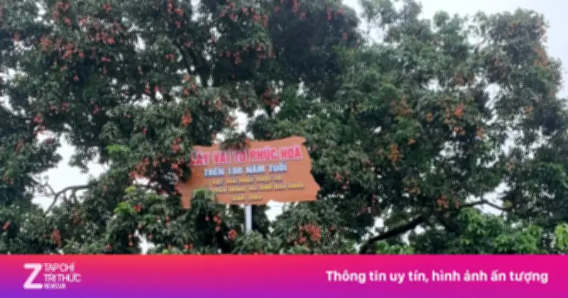 Cây vải tổ 100 năm tuổi ở Bắc Ninh: Báu vật mùa hè thu hút nghìn khách