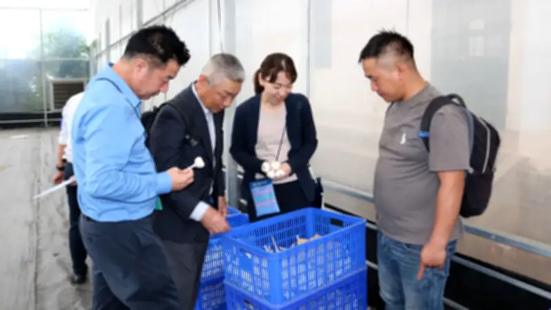 Dự án tỏi Sanuki Nhật Bản tại Nghệ An: Chuyển giao kỹ thuật và triển vọng phát triển