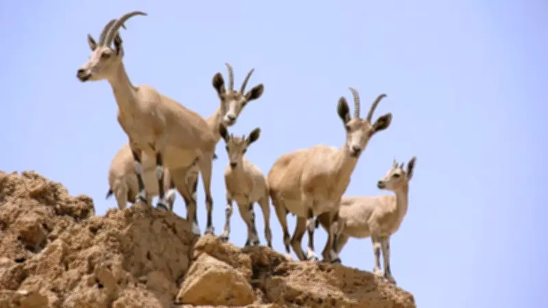 Dê Nubia hoang dã tại Israel đối mặt nguy cơ tuyệt chủng vì biến đổi khí hậu
