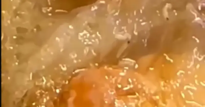 Dòi bò lúc nhúc trong xôi mua tại tiệm bánh mì ở Quảng Trị