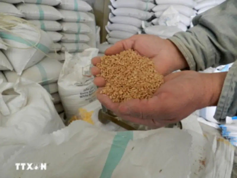 FAO cảnh báo nguy cơ khủng hoảng lương thực toàn cầu nghiêm trọng