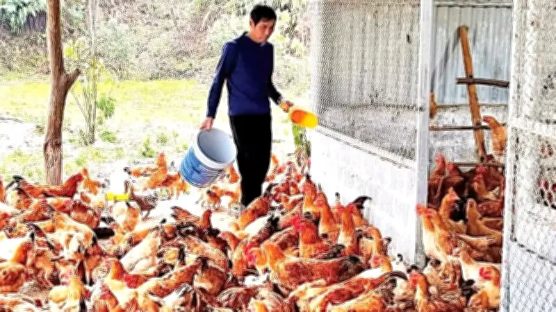 Gà vàng Vạn Linh: Bảo tồn giống quý, tạo sinh kế bền vững