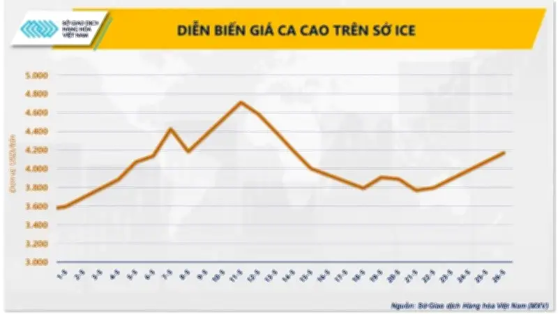 Giá ca-cao tăng gần 10% do mưa lớn tại Bờ Biển Ngà và lo ngại El Niño