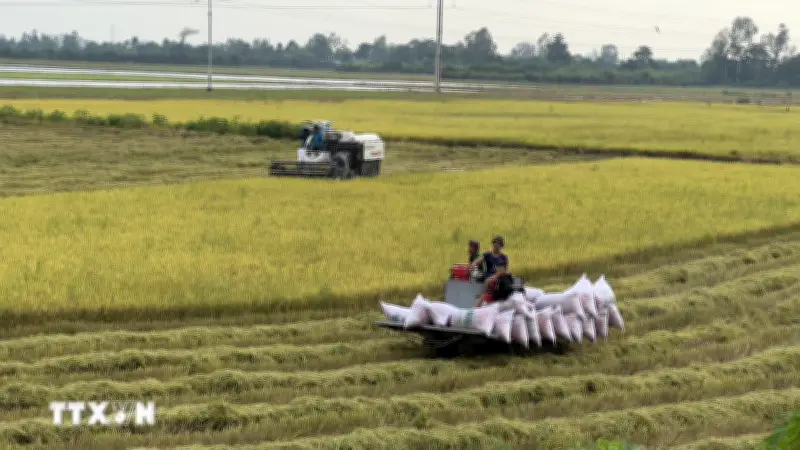 Giá gạo xuất khẩu tăng, thị trường lo ngại tác động của El Nino
