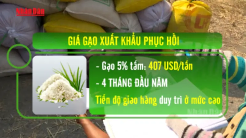 Giá lúa ĐBSCL cải thiện, gạo phát thải thấp nâng tầm cạnh tranh