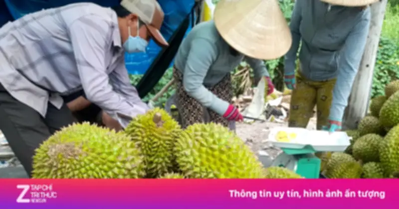 Giá sầu riêng chạm đáy, nông dân ĐBSCL lao đao vì ách tắc kiểm nghiệm