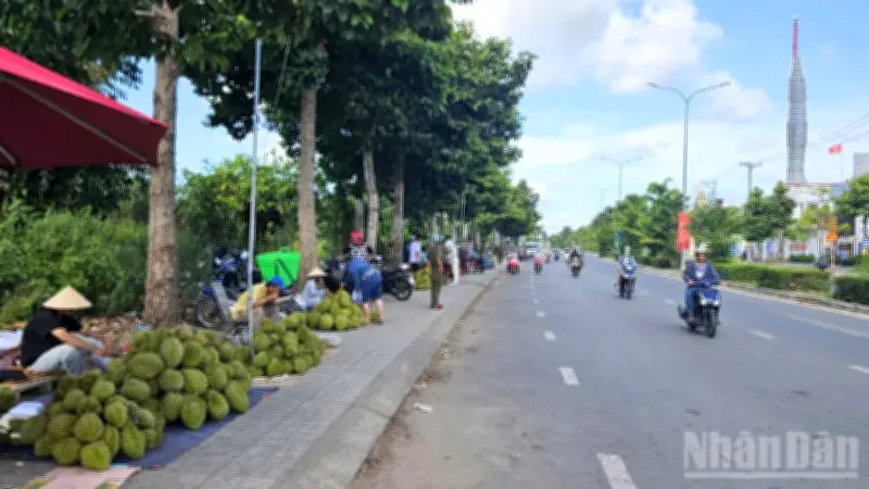 Giá sầu riêng giảm mạnh, nông dân Cần Thơ bán lẻ ven đường