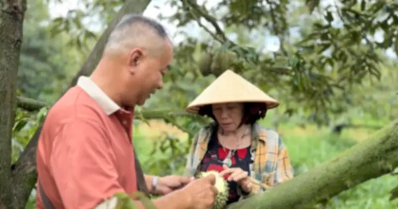 Giá sầu riêng giảm sâu, nhà vườn và thương lái miền Tây điêu đứng