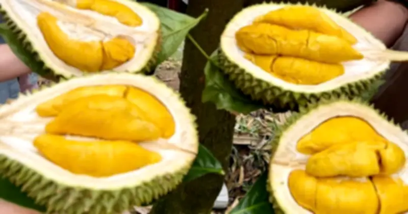 Giá sầu riêng hôm nay tăng thêm 5.000 đồng/kg, dự báo tiếp tục khởi sắc