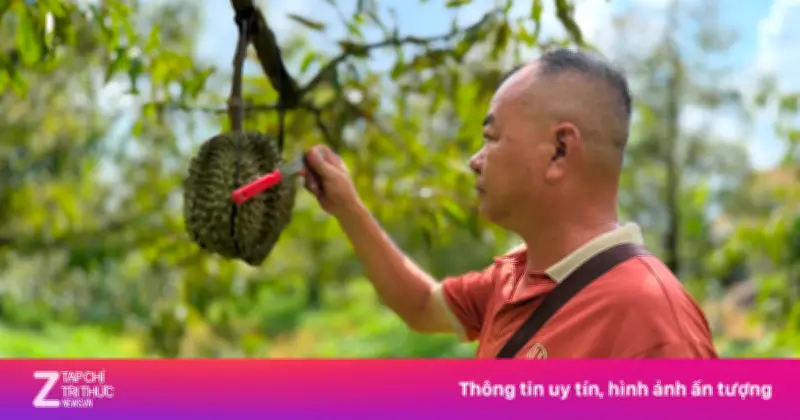 Giá sầu riêng lao dốc, thương lái bỏ cọc, nhà vườn miền Tây thua lỗ nặng