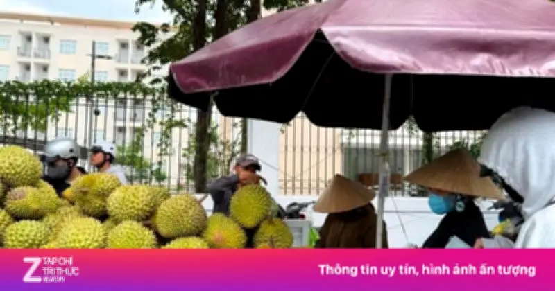 Giá sầu riêng Ri6 bật tăng mạnh, nông dân phấn khởi