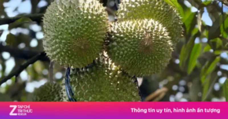 Giá sầu riêng Ri6 lao dốc, nông dân thua lỗ nặng vì nỗ lo cadimi