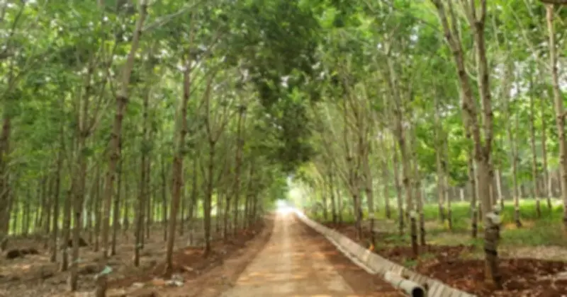 Gia Lai: Hơn 22.000 ha cao su chết, kém phát triển buộc phải chuyển đổi