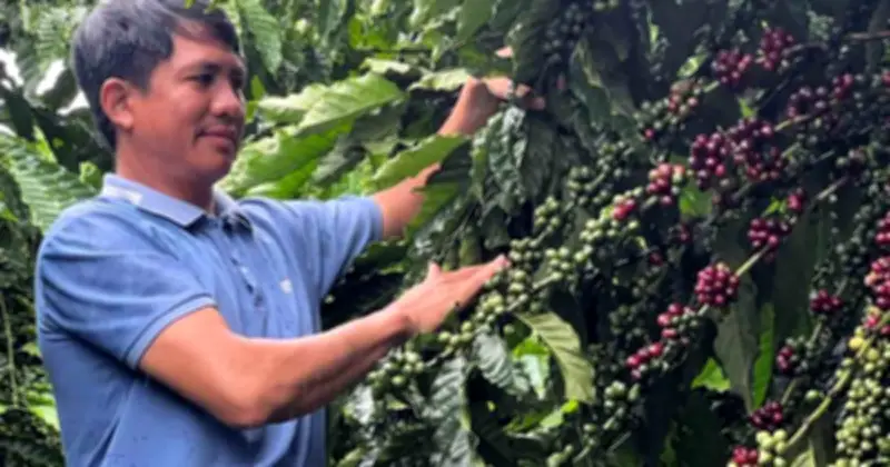 Gia Lai đổi thay: Từ ký ức thùng phuy nước đến vùng nguyên liệu cà phê tỷ đô