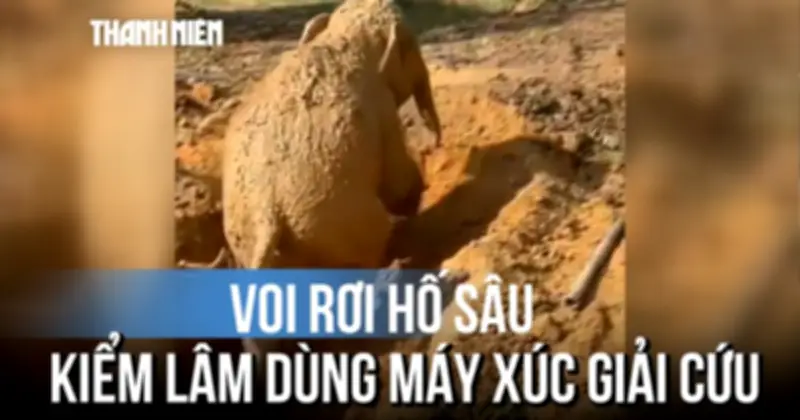 Giải cứu chú voi rơi xuống hồ trong rẫy xoài