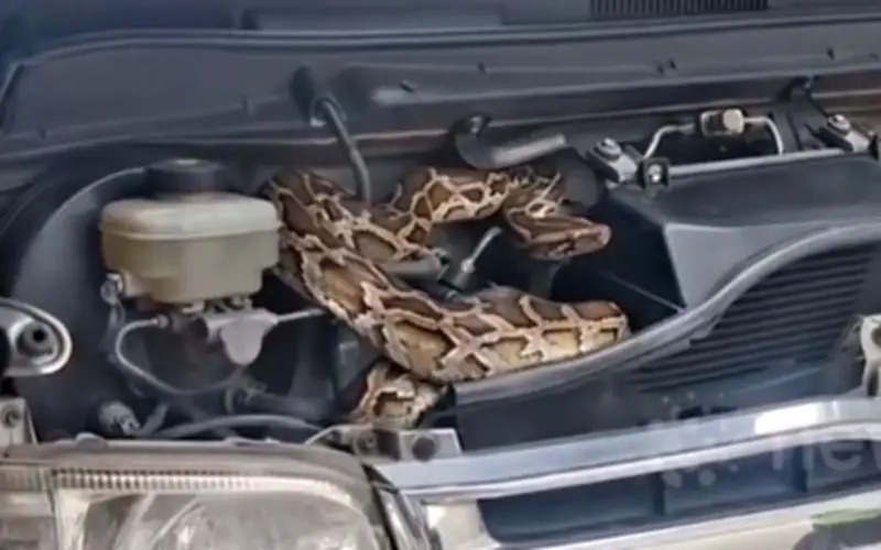 Giải cứu trăn dài 3 mét mắc kẹt trong động cơ xe minivan ở Thái Lan