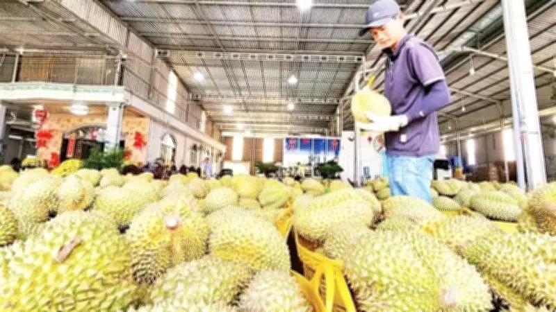 Giải pháp tháo gỡ điểm nghẽn cho ngành hàng sầu riêng xuất khẩu