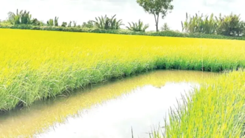 Giống lúa BL9: Hướng đi mới cho vùng tôm-lúa Cà Mau