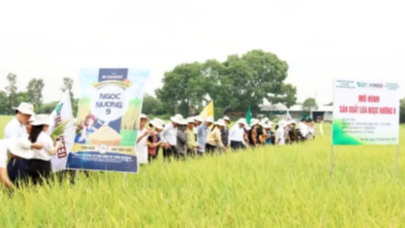 Giống lúa Ngọc Nương 9 cho năng suất cao tại Bắc Ninh