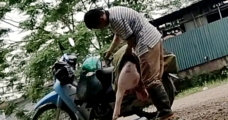 Hà Nội đình chỉ 3 cán bộ thú y vì sai phạm kiểm soát giết mổ