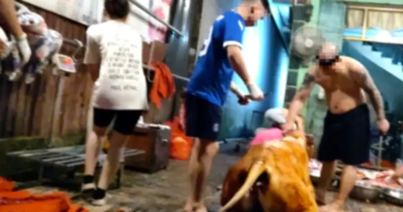 Hà Nội tạm đình chỉ cán bộ thú y vụ lò mổ tự đóng dấu kiểm dịch