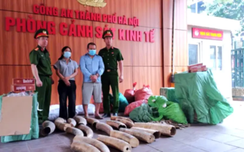 Hà Nội triệt phá đường dây tàng trữ, mua bán hơn 240kg ngà voi và gần 70.000 bao thuốc lá lậu
