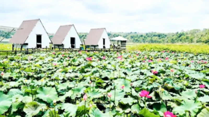 Hồ sen Ia Băng Pleiku: Vẻ đẹp thơ mộng giữa lòng phố núi Gia Lai