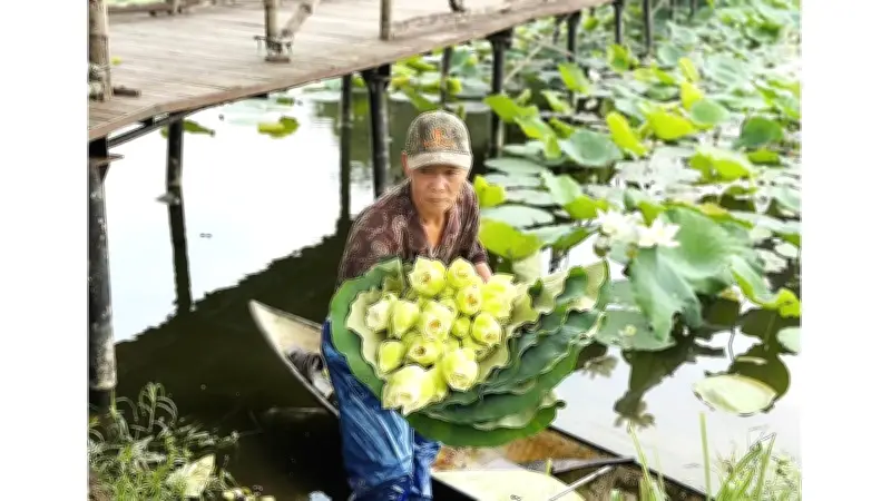 Hồ Tịnh Tâm và sen trắng ngự hồi sinh giữa lòng kinh thành Huế