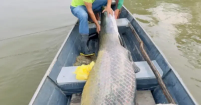 Hai anh em câu được cá khổng lồ nặng 130kg dài 2,2 mét trên sông