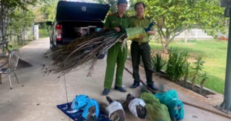 Hai người đàn ông giao nộp 9 con chim công quý hiếm nuôi làm cảnh nhiều năm