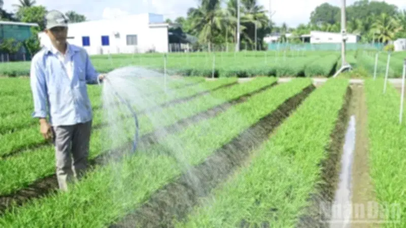 Hiệu quả kinh tế từ cây trồng truyền thống: Nghề trồng rau hẹ ở Nhuận Phú Tân